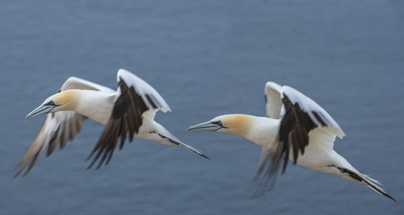 Northern gannet (Morus bassanus), Helgoland island ,Germanyの写真素材
