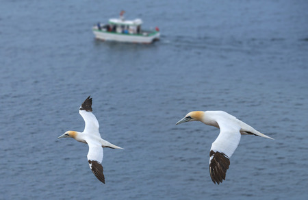 Northern gannet (Morus bassanus), Helgoland island ,Germanyの写真素材