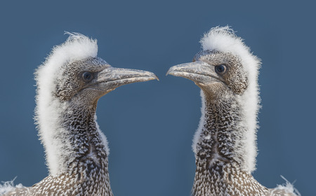 Northern gannet (Morus bassanus), Helgoland island ,Germanyの写真素材