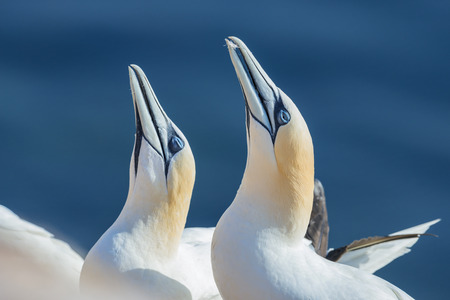 Northern gannet (Morus bassanus), Helgoland island ,Germanyの写真素材