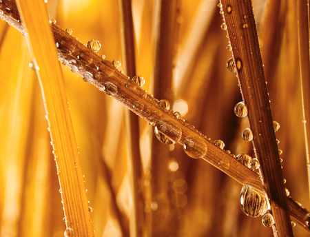 fresh grass with water dropsの写真素材