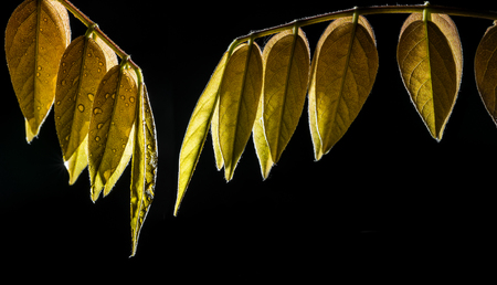 red leaf on a dark backgroundの写真素材
