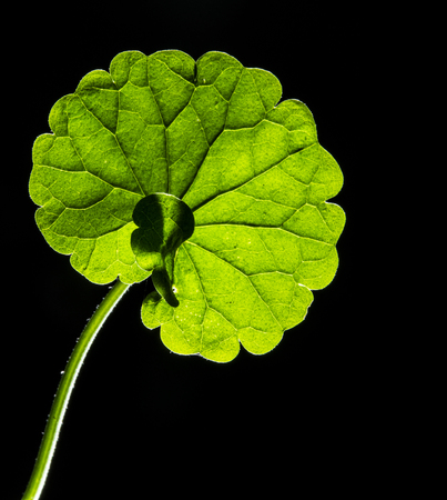 green leaf on a dark backgroundの写真素材