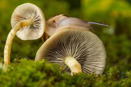 snail Cepaea hortensis on mushroomsの写真素材