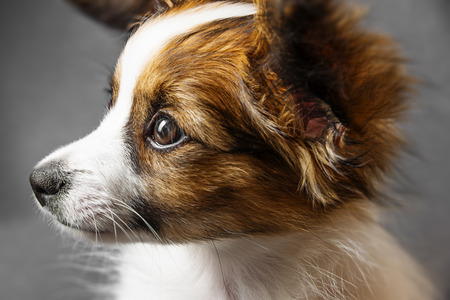 cute papillon puppy isolated over greyの写真素材