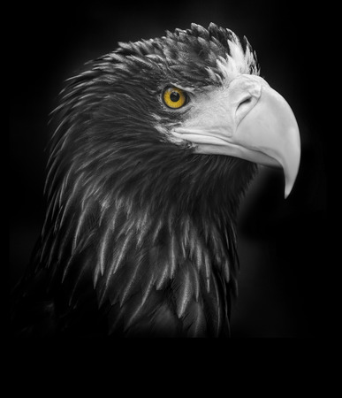 Steller's sea eagle (Haliaeetus pelagicus)の写真素材