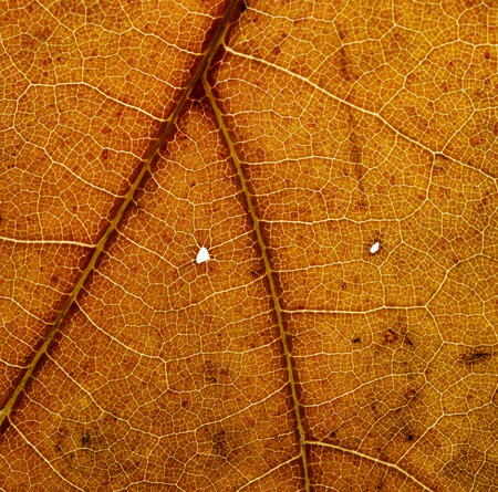 autumn leaf in the detail