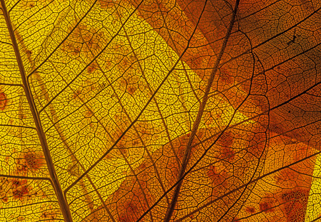 autumn leaves in the detail