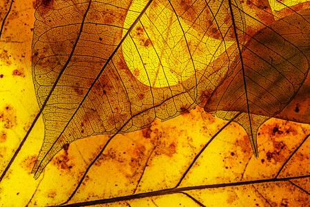 autumn leaves in the detail