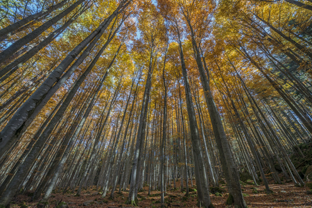 autumnal forest with red and yellow foliageの写真素材
