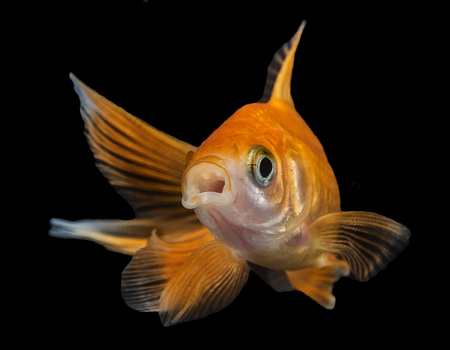 Carassius auratus auratus  - gold fish -  aquarium fish on black background