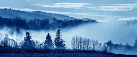 morning fog and a forestの写真素材