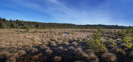 peat bog in the national park Sumava Europe