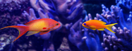 coral fish - Pseudanthias squamipinnisの写真素材