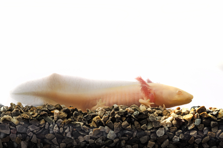 Axolotl (Ambystoma mexicanum) in aquariumの写真素材