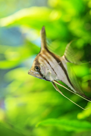 Angelfish Pterophyllum scalareの写真素材