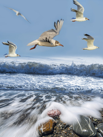 gullsの写真素材