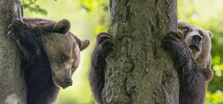 brown bear on a treeの写真素材