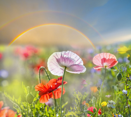summer meadow with red poppiesの写真素材