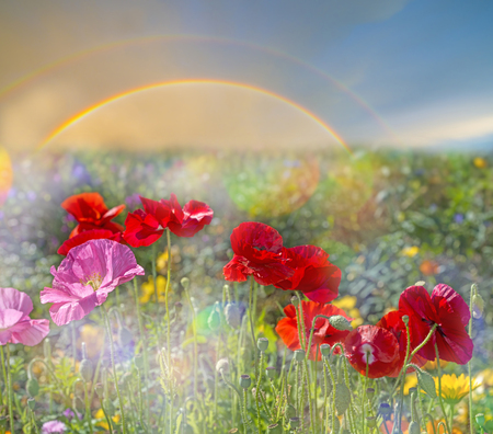 spring meadow with red poppiesの写真素材