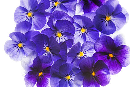 pansy flower close up - flower backgroundの写真素材