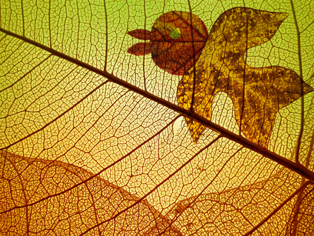autumn leaf texture and bird from leaves