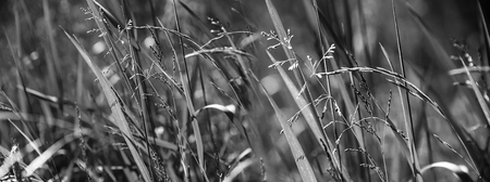 grass in detailの写真素材