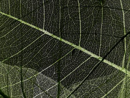 green leaf texture - detail