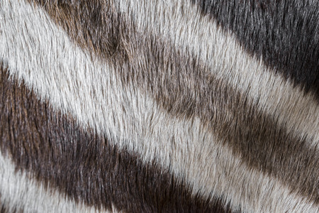 zebra fur close upの写真素材