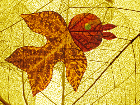 leaf texture - and animal from leaf