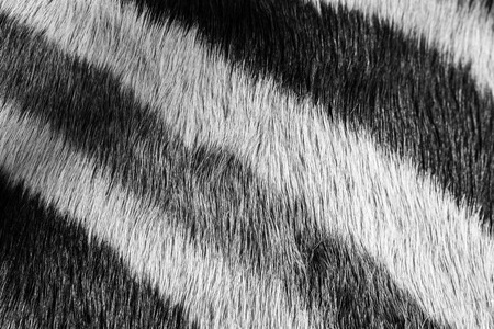 zebra fur close upの写真素材