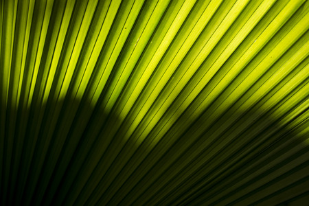 palm leaves - tropical background