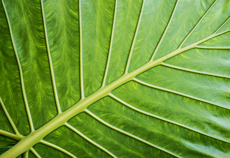 exotic leaf in detailの写真素材