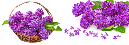 branch of lilac isolated on a white backgroundの写真素材