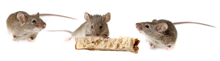 a mouse eating bread isolated on a white backgroundの写真素材