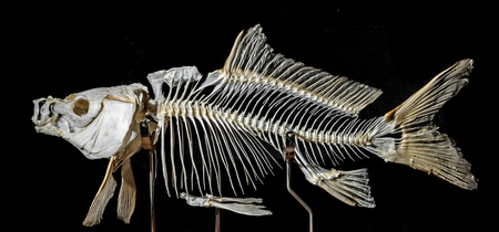 skeleton on a carp fishの写真素材