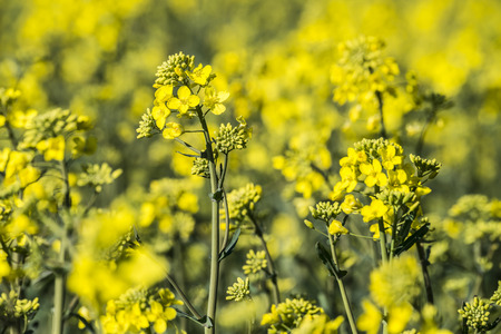 rape plant (canola, rapeseed)  in detail on fieldの写真素材