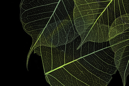 a leaf texture close upの写真素材