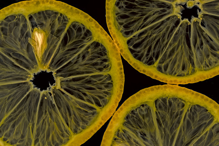 slices of lemon - macro detail