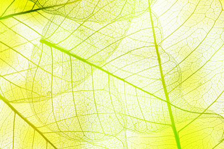 a leaf texture close up