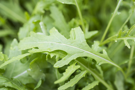 fesh roquette/rucola/wild rocket / (type of lettuce) in a glasshouseの写真素材