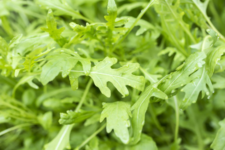 fesh roquette/rucola/wild rocket / (type of lettuce) in a glasshouseの写真素材