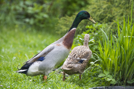 indian runner ducks in gardenの写真素材