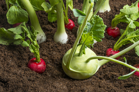 fresh vegetable in the gardenの写真素材