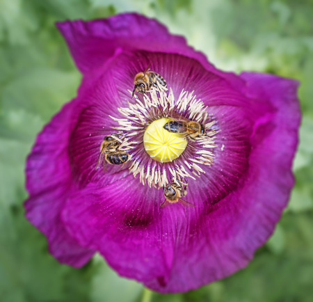 four bees on poppy flowerの写真素材
