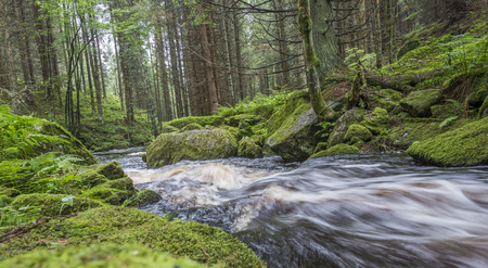 river in a forest,Sumava - national park, Czech republic, Europeの写真素材