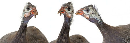 guinea fowl - Numida meleagris f. domestica