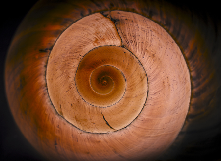 macro detail of a sea shell