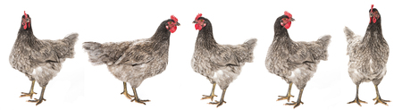 a hen - chicken isolated on white backgroundの写真素材