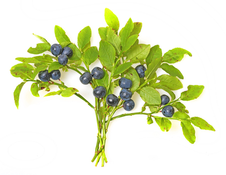 blueberries in the detail isolated on whiteの写真素材